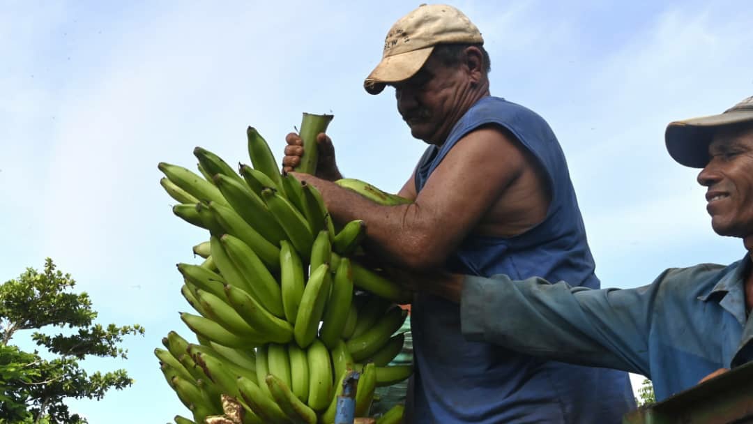 Regresamos a Artemisa con <a href="/DiazCanelB/">Miguel Díaz-Canel Bermúdez</a>. Allí visitamos varias fincas donde constatamos la recuperación de áreas y cultivos afectadas hace casi un año por el huracán Rafael. Con sus trabajadores dialogamos sobre el proceso de comercialización y la obtención de insumos. #UnidosXCuba