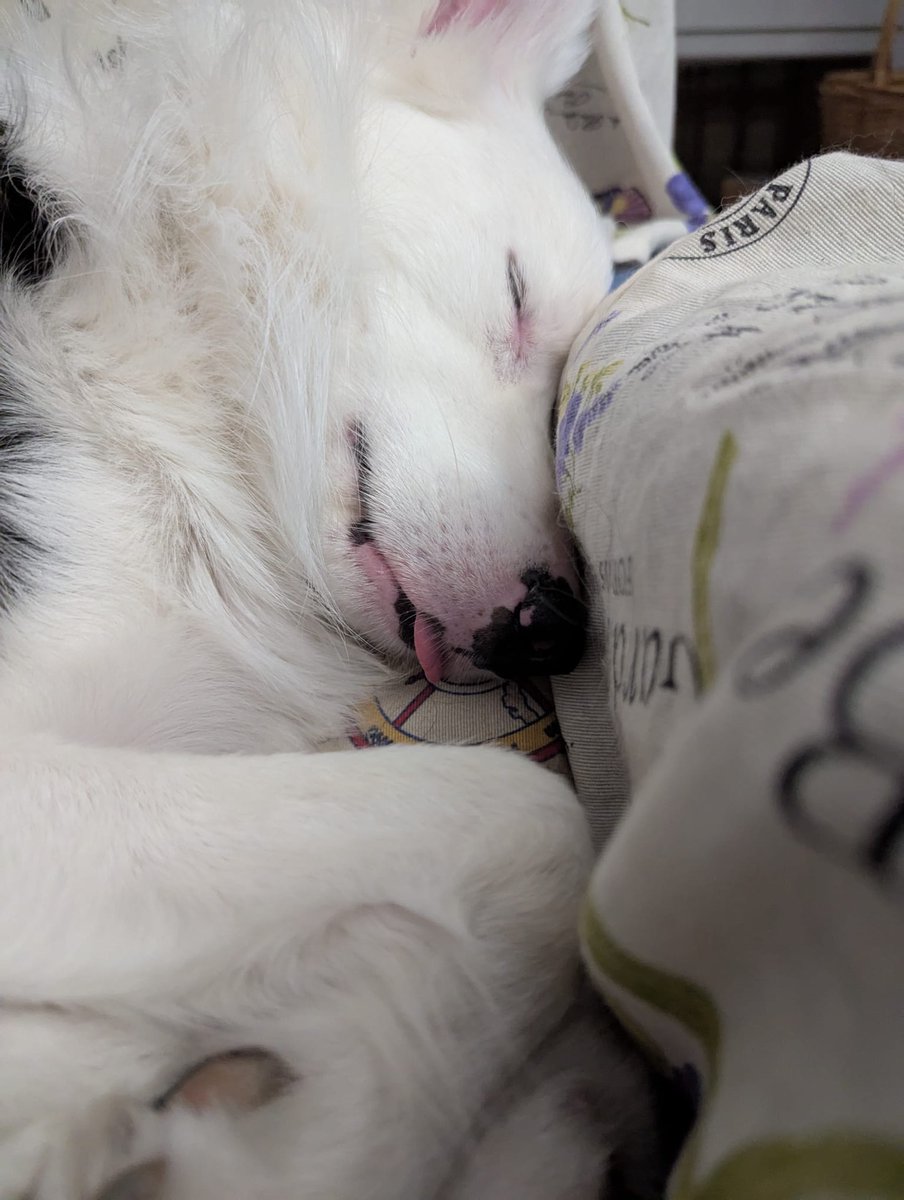 Ardo (@ardo_lol) on Twitter photo 