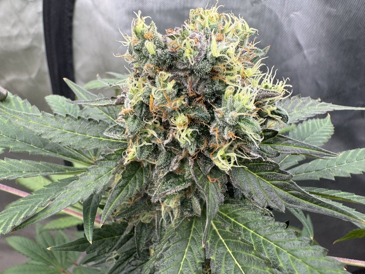 Preggo Update. 

I can spot Terror Breath from a mile away. 
And this is She.