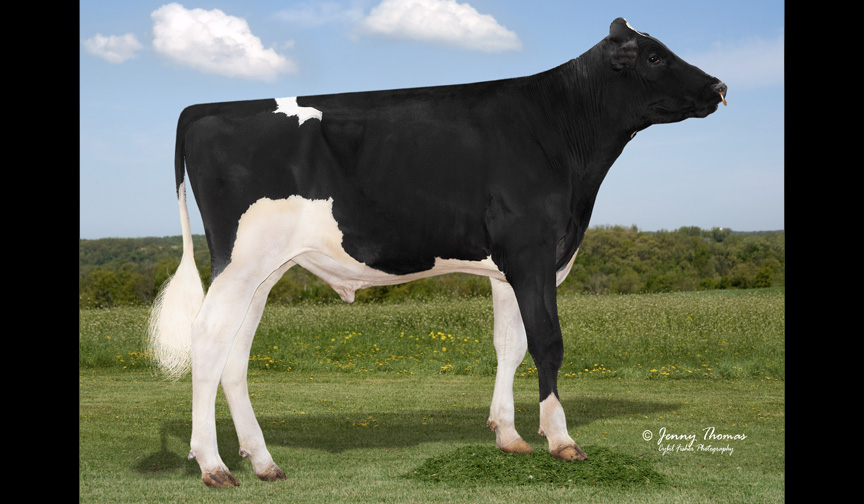 Showbox Sires Releases New Bull Slugger! dairybusiness.com/showbox-sires-…