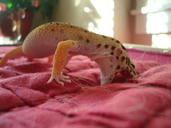 My leopard gecko is so cute! :) Say hi to Geckle