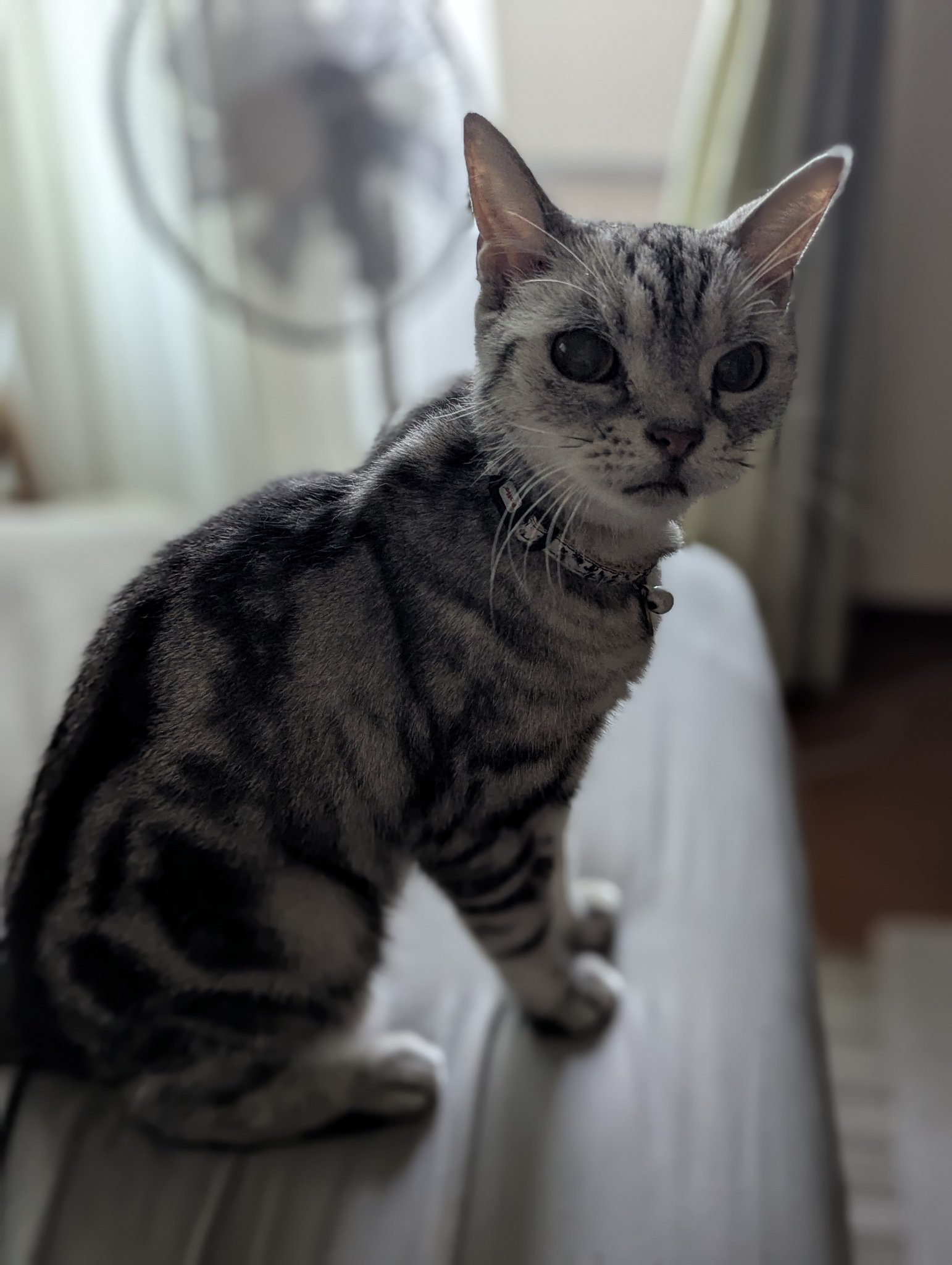 ねこ ち~ on X:
