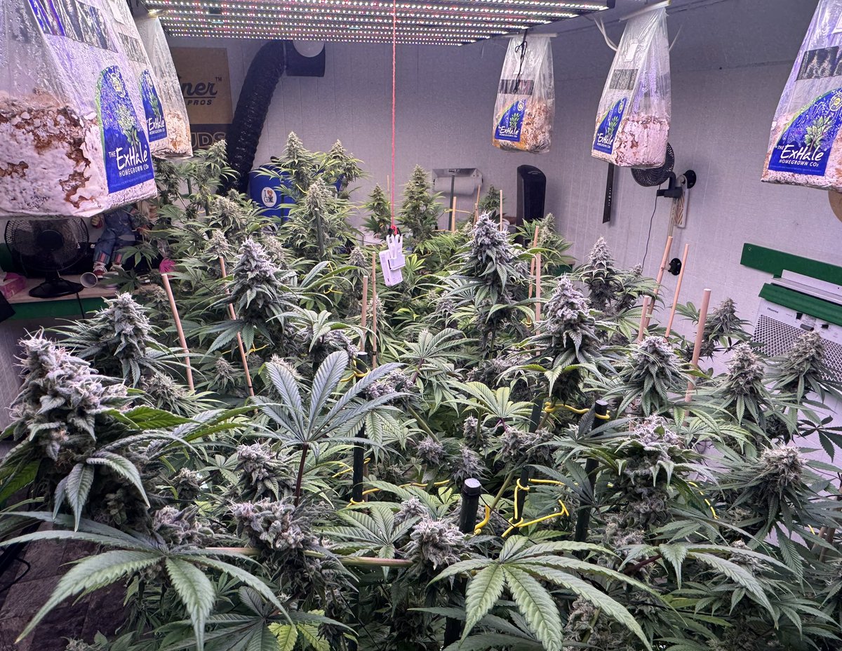 Alien Haze day 46 of flower under the Marshydro FC-8000 evo and Adlite systems including the 100w under canopy light.