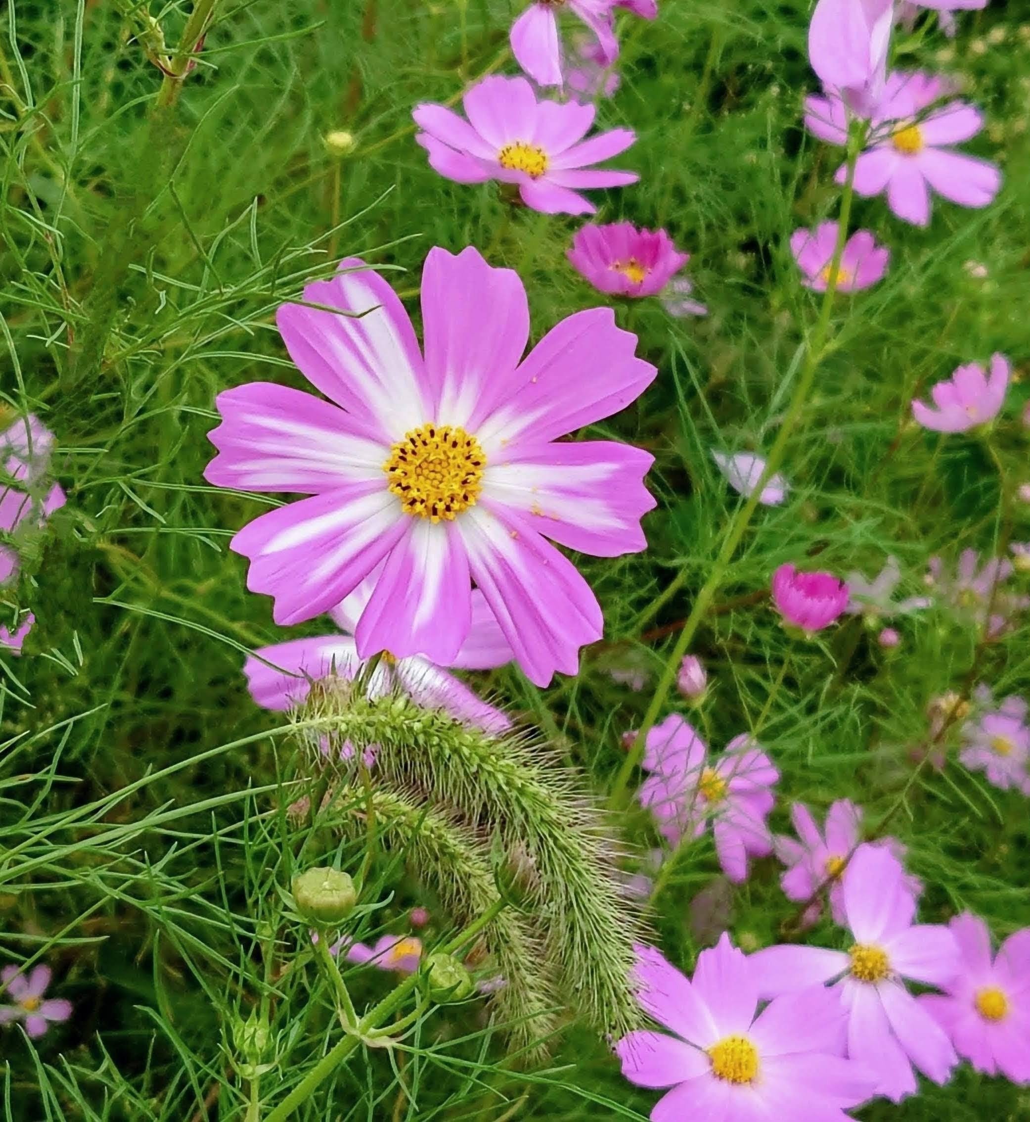 コスモス コスモス Cosmos flower ※ 花言葉「乙女の真心」「乙女の純潔