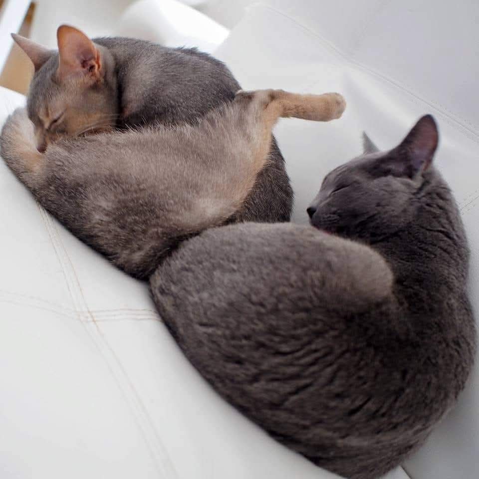 お彼岸のおはぎ😊✨
.
涼しくなってきて嬉しいです🤗
.
#cat #ねこ #猫 #abyssinian #russianblue #アビシニアン #ロシアンブルー