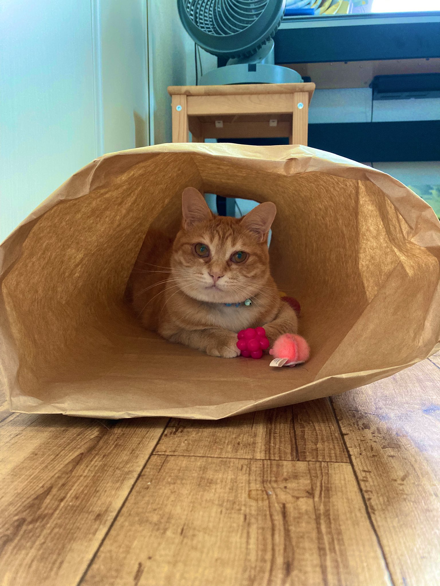 とある猫様せんよう MWPO キャットタワー 大型猫 据え置き 安定感 多頭飼い 爪とぎ