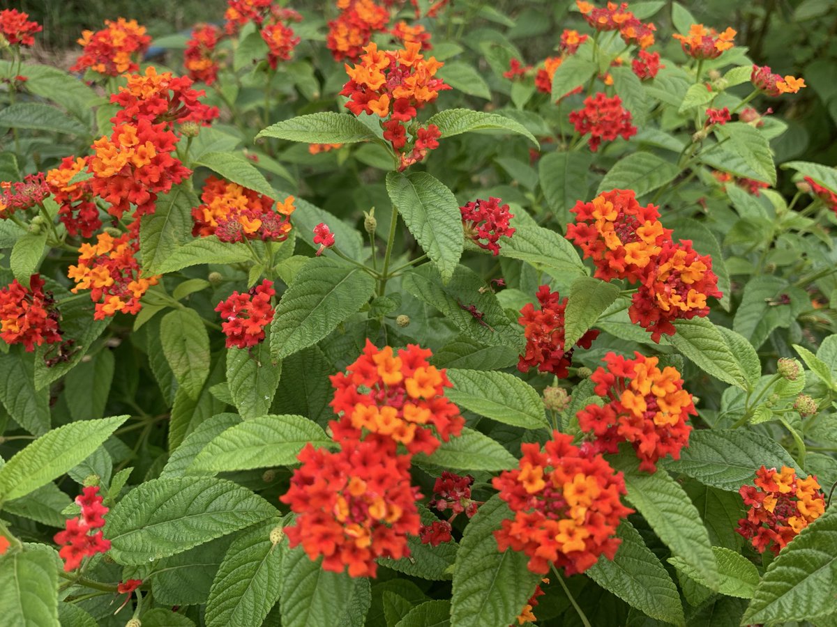 おはようございます😃出張先に直行してます🚙💨
晴れ☀️19℃🌡️『暑さ寒さも彼岸まで』言葉通りになりました♪
寒暖差疲労気味⁉️皆さまもご注意ください⚠️
今日も良き一日を🍀

#TLを花でいっぱいにしよう
#花写真  #flower  #ランタナ