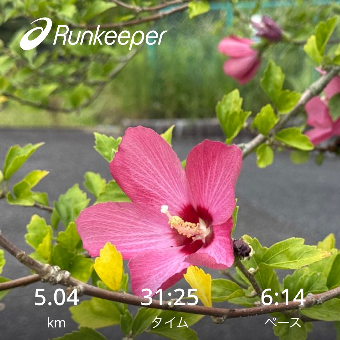 今朝は気温は低いものの湿度が高い。ピッチ走法を試すことで、少しタイムが上がりキロ5分台のスプリットを出せるようになってきた
#running #honolulumarathon #protean