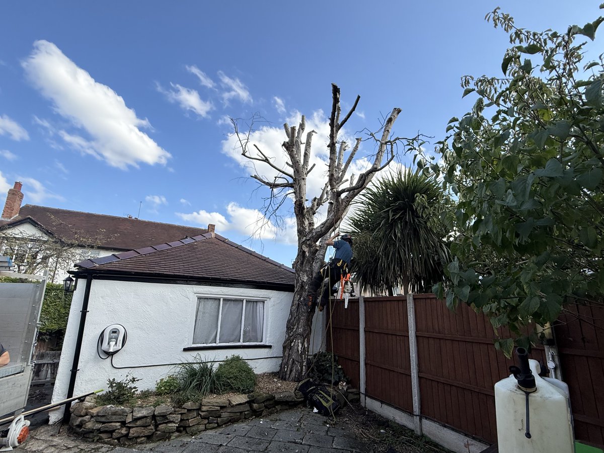 LumbersNW's tweet photo. 🌳 Safe Removal of a Dead &amp; Dangerous Silver Birch – Wallasey, Wirral 🌳

#TreeSurgery #Wirral #Liverpool #Chester #BeforeAndAfter #LocalBusiness https://t.co/t0Wy58MUkF
