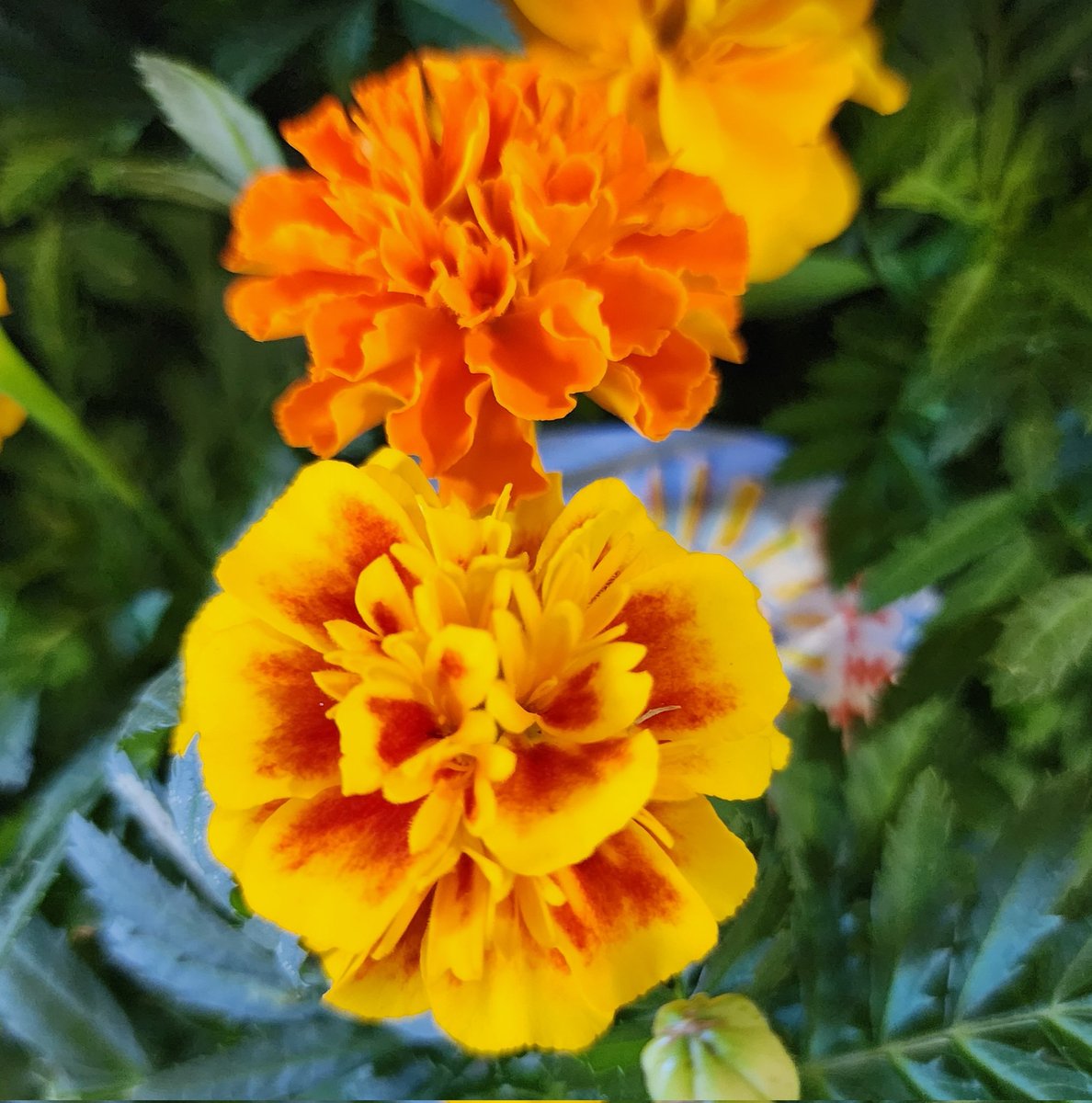 おはようございます

今の気温は22℃…千葉県袖ケ浦
昨日の福井県はよりも涼しいよ🤭

きょう荷卸しして仕事終われば
会社に帰るだけ🚚💨
3日振りに家に帰れる嬉しい

きょうもニコッと笑顔で
皆さん仕事を頑張りましょう🤗