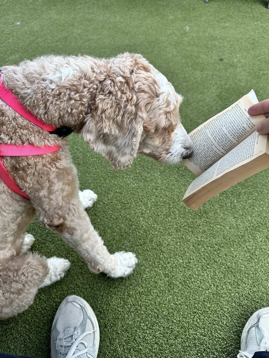 nolan_ne's tweet photo. making my girldog read dudebro fiction https://t.co/gFeCuI3I2i