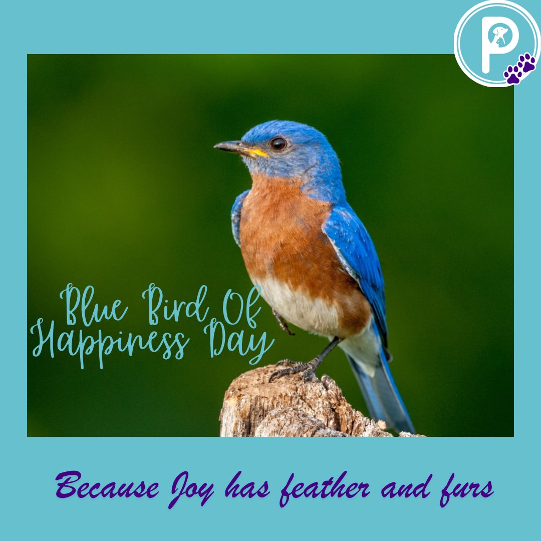 pawlidays365's tweet image. It’s #BluebirdOfHappinessDay!  
These little birds have been symbols of joy &amp;amp; positivity for centuries, and just like our pets, they brighten our days with pure happiness. 🐾✨  

#Pawlidays #HolidayWorld #Happiness #PetsOfTwitter #myholidayworld #petholidays