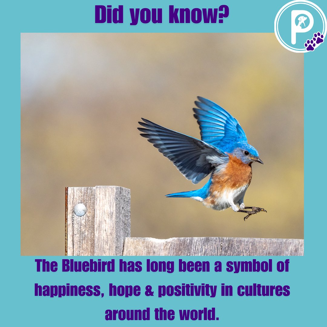 pawlidays365's tweet image. It’s #BluebirdOfHappinessDay!  
These little birds have been symbols of joy &amp;amp; positivity for centuries, and just like our pets, they brighten our days with pure happiness. 🐾✨  

#Pawlidays #HolidayWorld #Happiness #PetsOfTwitter #myholidayworld #petholidays
