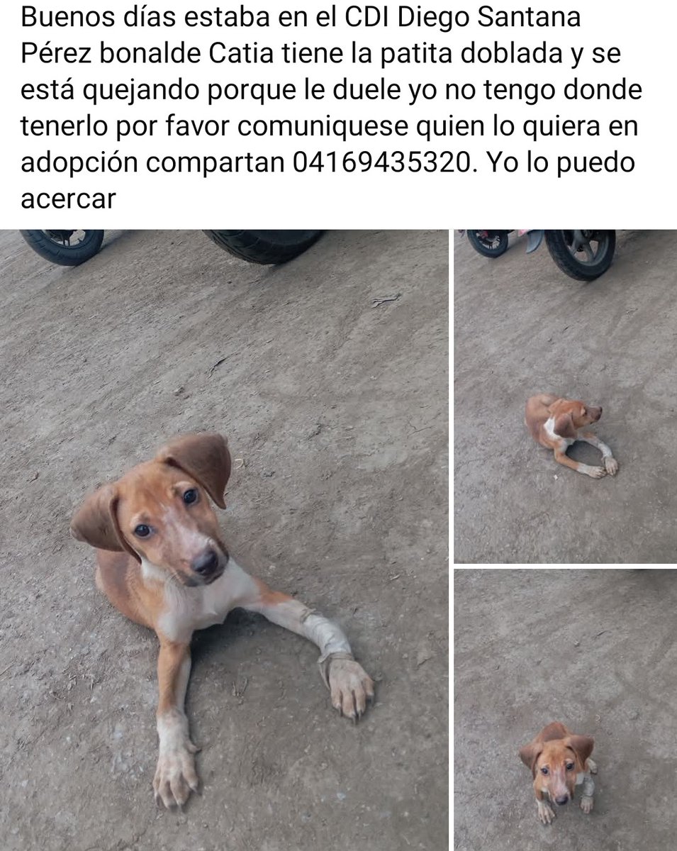 Es un cachorro que necesita AYUDAAAAA URGENTE  Caracas, Catia
