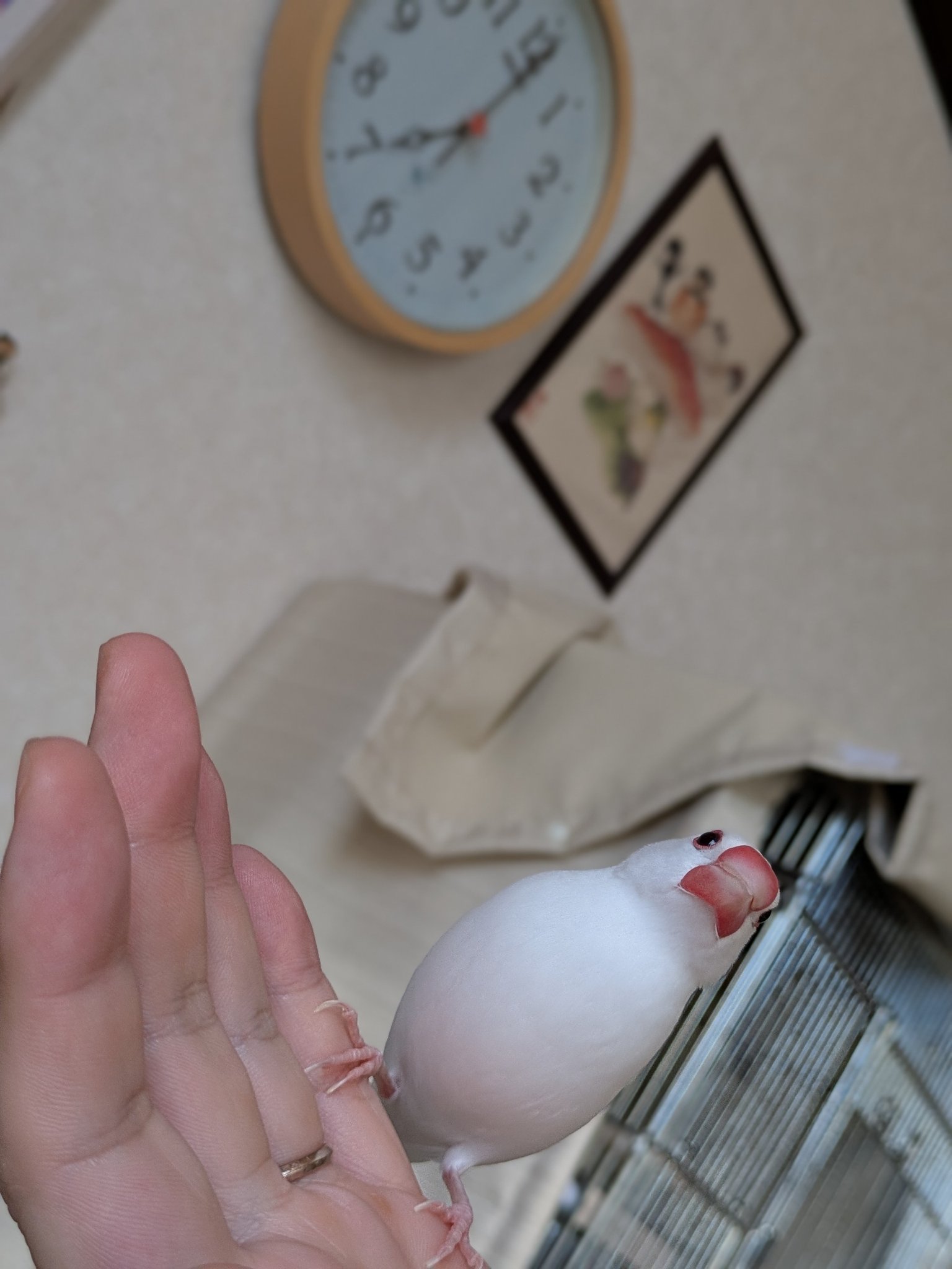 ぶんちょう ティモールブンチョウ - Wikipedia