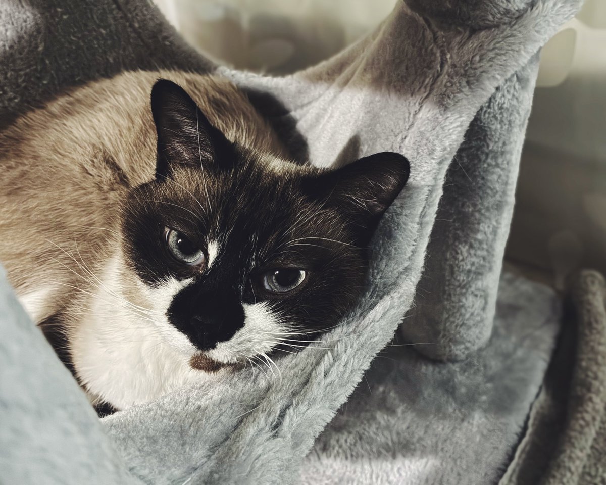 朝からバラエティ三昧してたら後ろからずっと話しかけてくる