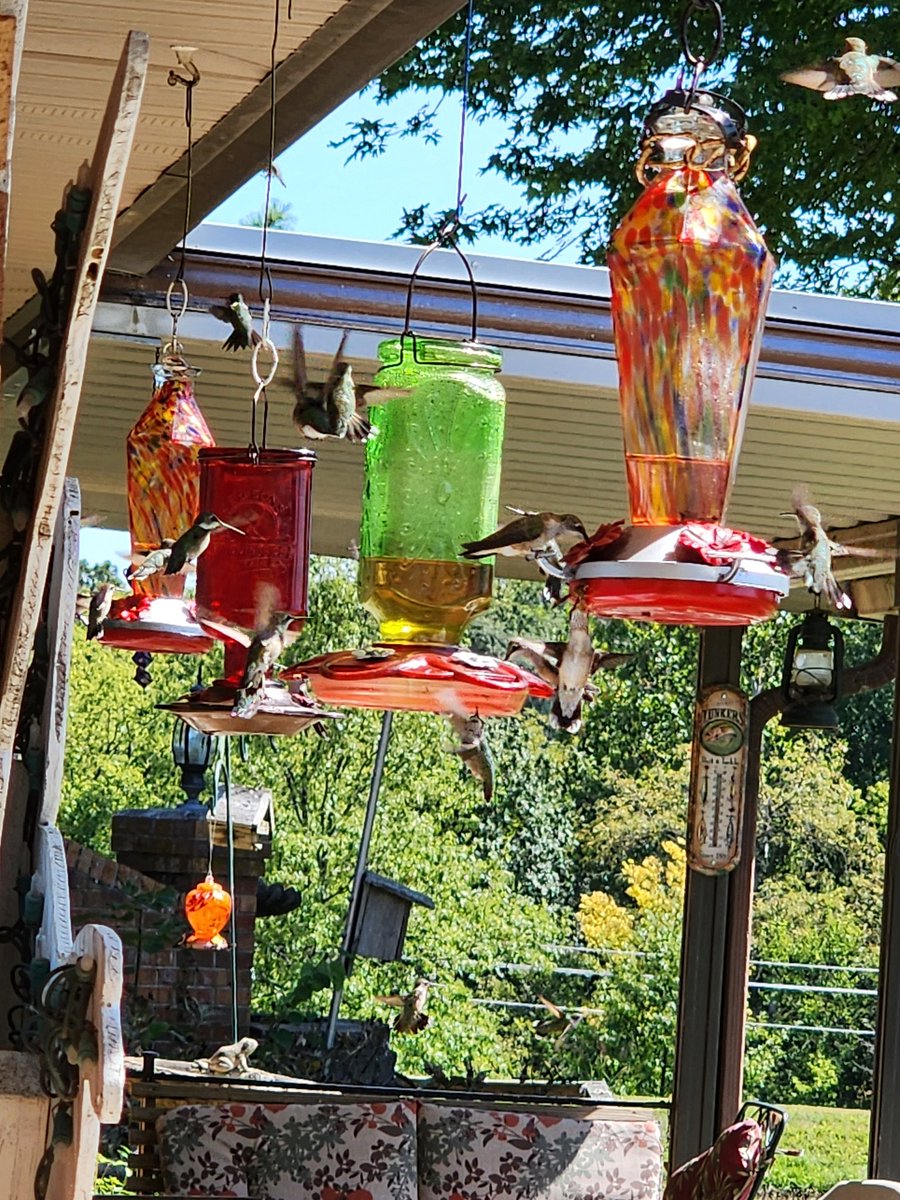 We have 100s of humming birds feeders filled 2 times a day