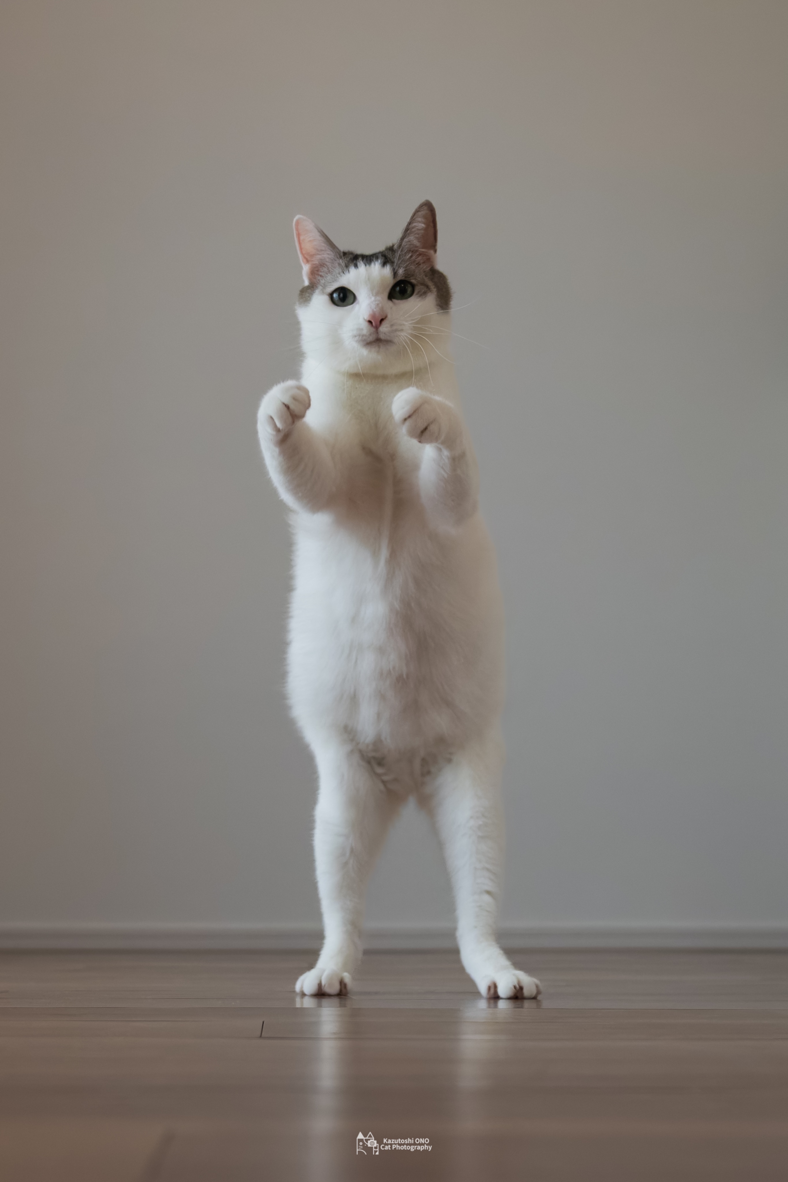 みみみ モバイルタイプ 最新型 みみ太郎 SX-011-2 両耳用 充電式 2年