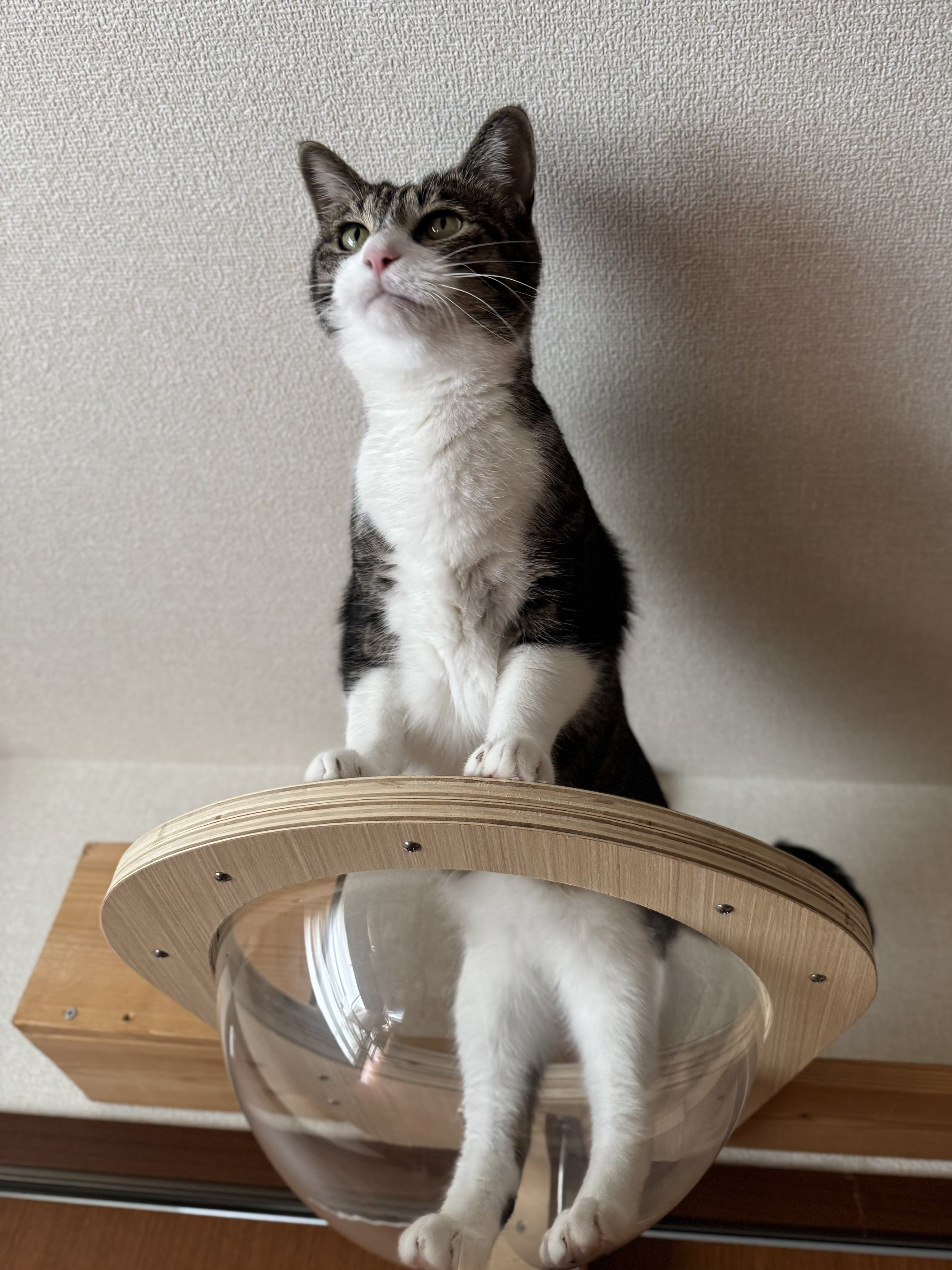 ぎんねこページ ぎんのねこ (@ginnonekoch) / X