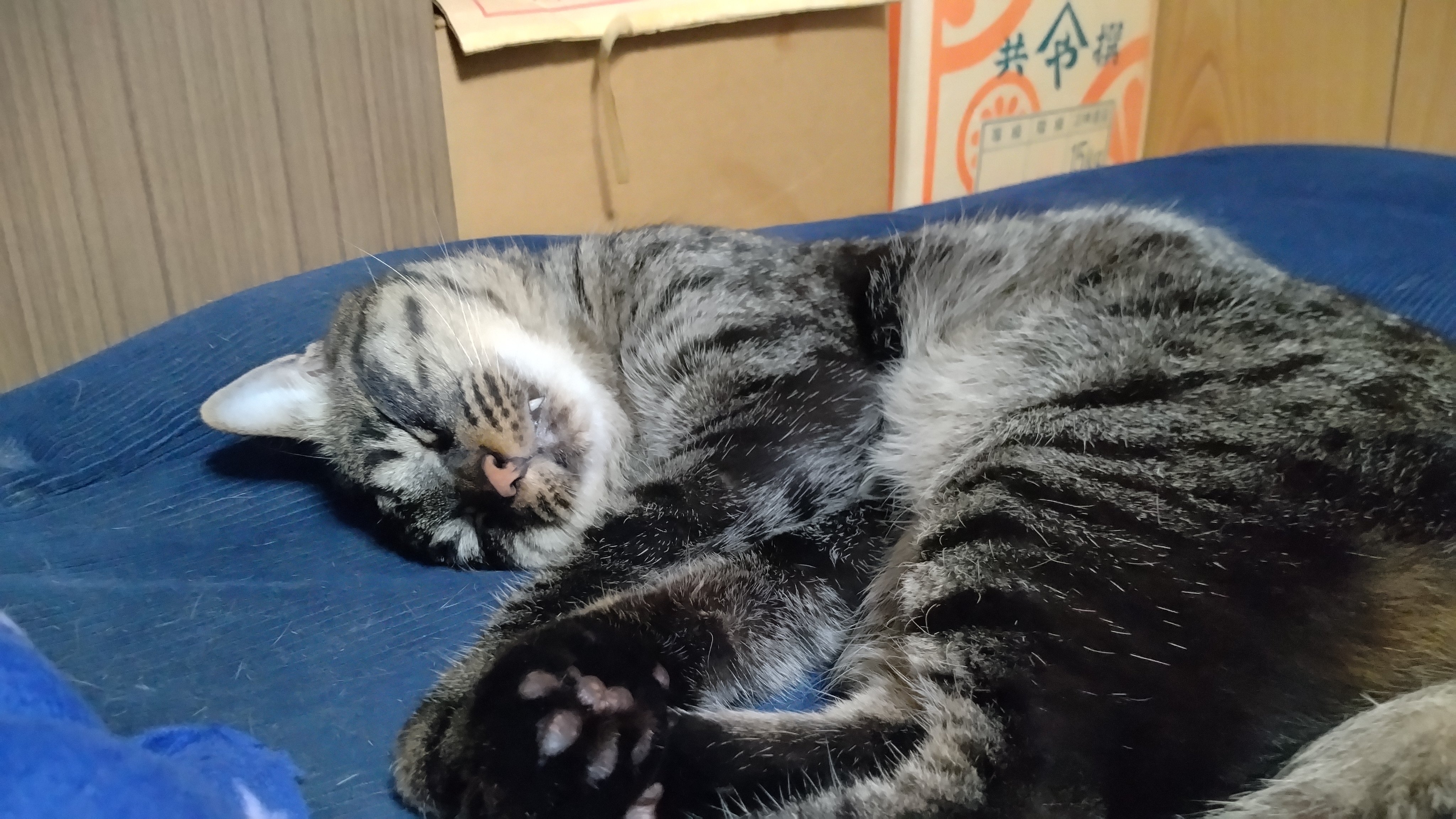 めー(にゃお)🐈 on X: 