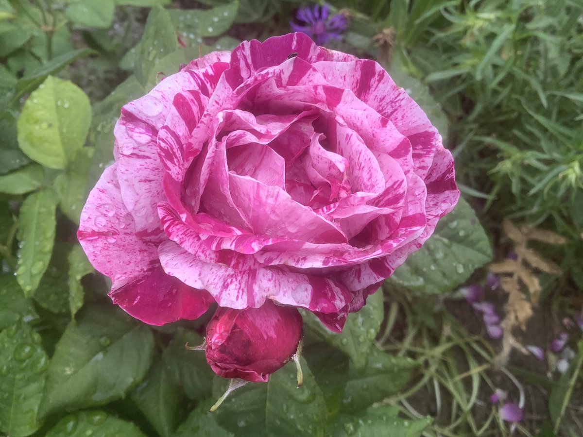 My Ferdinand Pichard Rose, photo taken a few months ago.
#rosewednesday