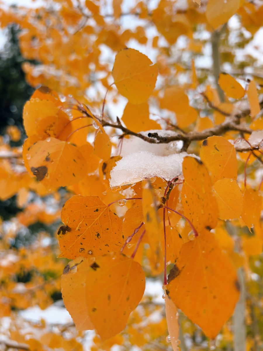 JJProwe's tweet photo. Central Colorado Color Update: 
Above 10,500’: Peak / Near Peak
9,500’ to 10,500’: High / Near Peak
8,500’ to 9,500’: Mod / High
> 7,500’: Mod https://t.co/3SsiJ6jvOi