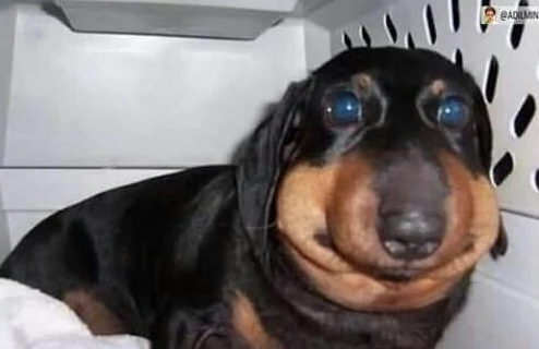 o atague do galo perde pra esse cachorro obseso troncho na corrida