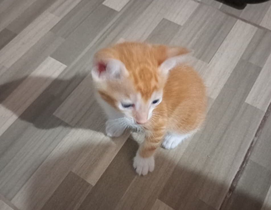 Nani👁 tweet media