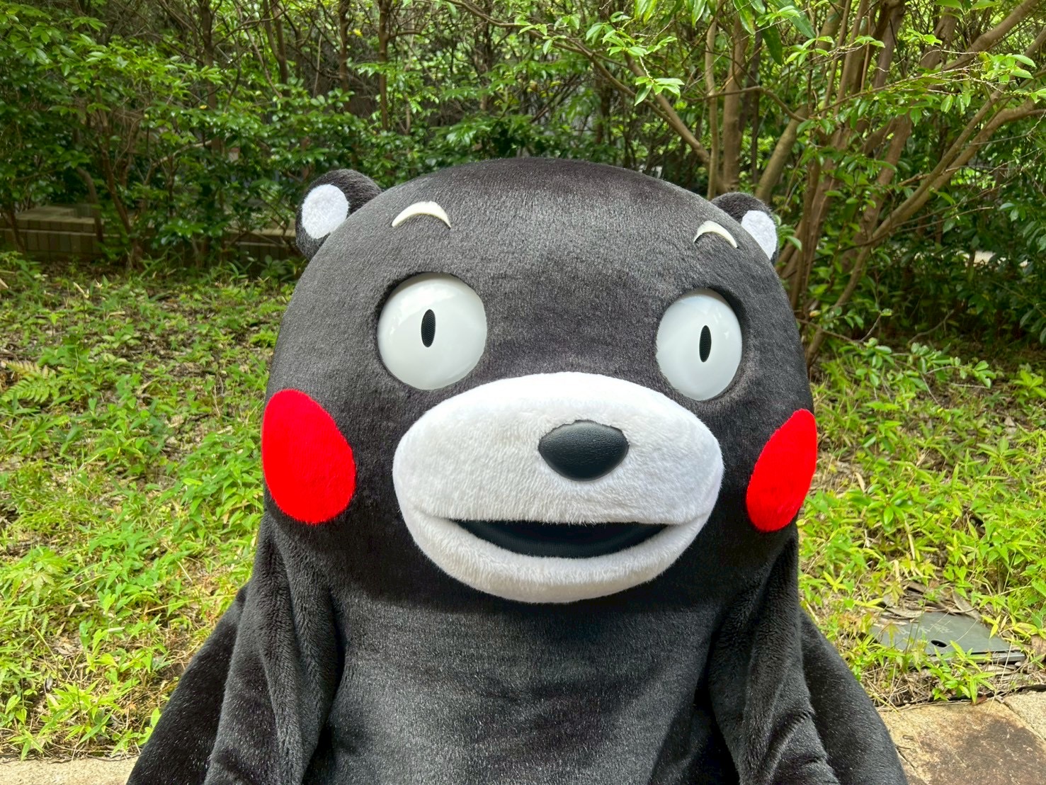 プロフィール確認くまくまもん！ くまモンプロフィール | くまモンランド