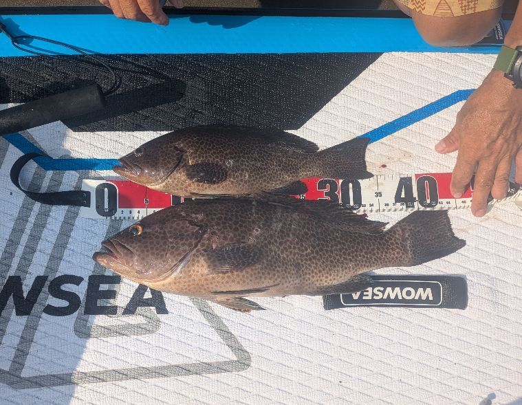 ken_ken_farm's tweet photo. おはようございます！
昨日はオオモンハタ釣りました！
今日も感謝です🙏
#supfishing https://t.co/ZuLYnG5ZIC