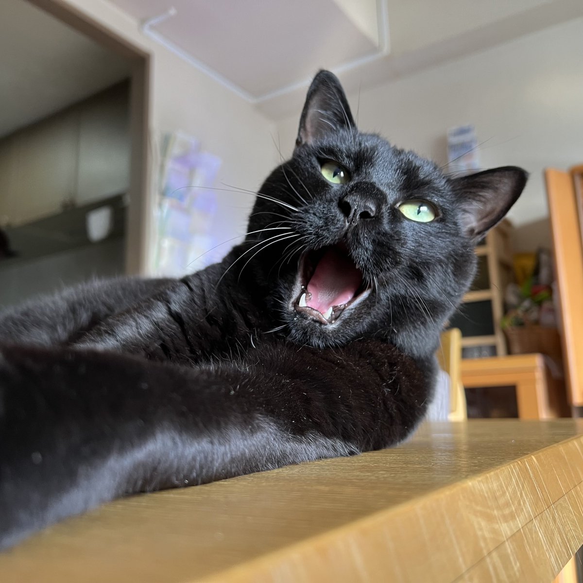 黒ねこ ニシカワアイ on X: 