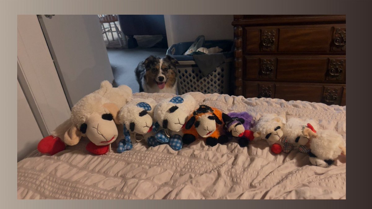 My dog asked me to show yall his lamb collection. Funded by THE Glock Vols