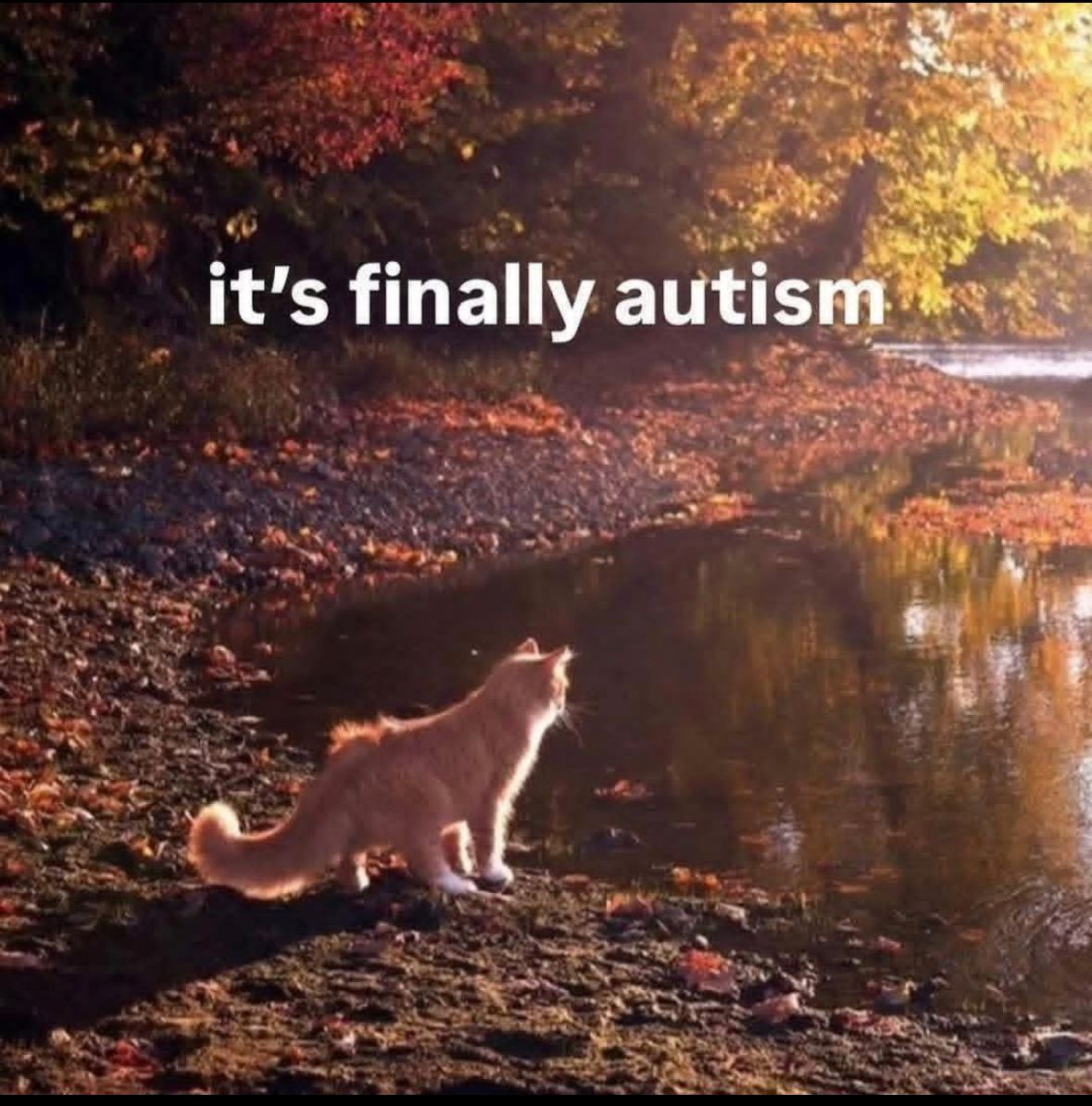 ADHD Memes (@adhdforreal) on Twitter photo 