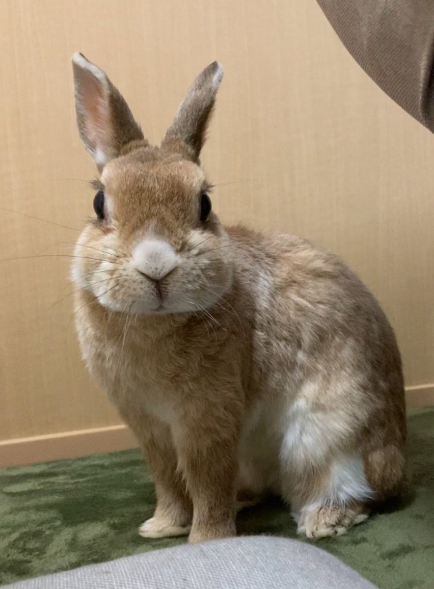 チョパがお月様に行って今日で2年🌕
私と出会ってくれてお世話させてもらえてほんとにほんとに幸せだったよ。今でもずっと大好き😊