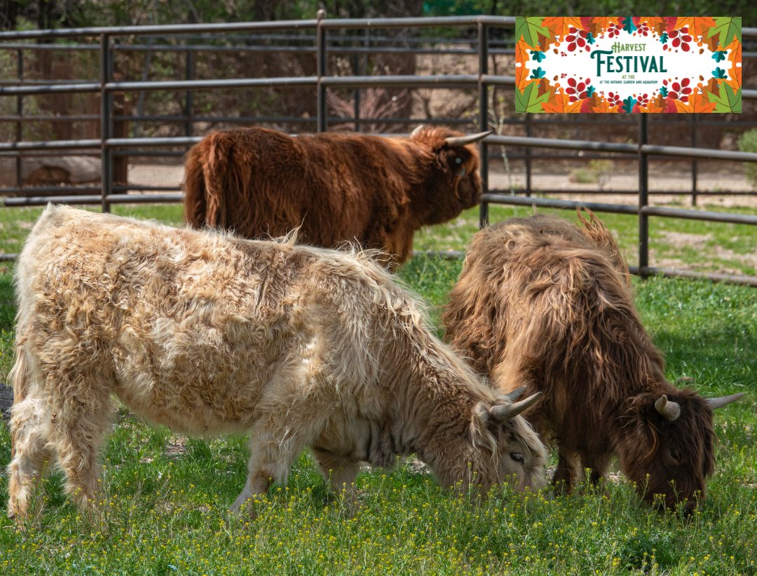 abqbiopark's tweet photo. During Harvest Festival on October 4-5, volunteers will be stationed at the Farm habitats to teach guests about the lives and needs of the animal residents. Enjoy the crisp autumn air with the horses, cows, donkeys, and other small animals!
https://t.co/fJxymnQSYy https://t.co/bijjZy0Ho2