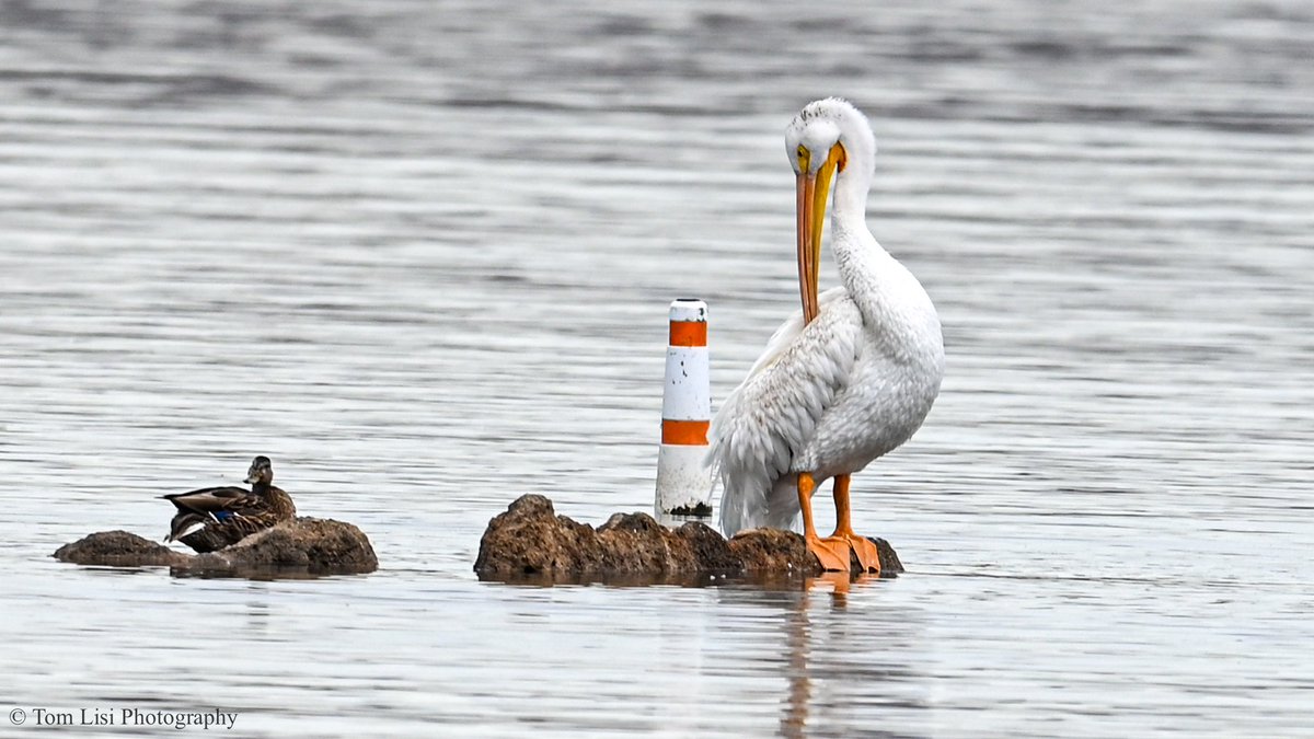 A mid afternoon pelican &amp; friend for you 🤓