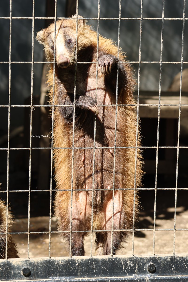 マッシブなまみお母さん #盛岡市動物公園 #ニホンアナグマ