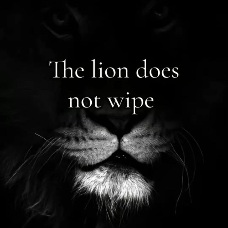 lmeow tweet media