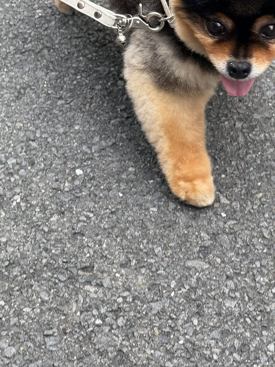 ポメころび❤️ タイトー限定]びちびちホオジロザメころりんギミック2 - メルカリ