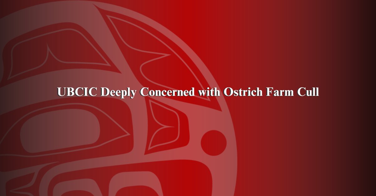 UBCIC's tweet image. "It is imperative that we all do our part to protect Mother Nature's creatures. In closing, the UBCIC celebrates the SCCs “stay the of execution” of the 400 ostriches." ubcic.bc.ca/ubcic_deeply_c…