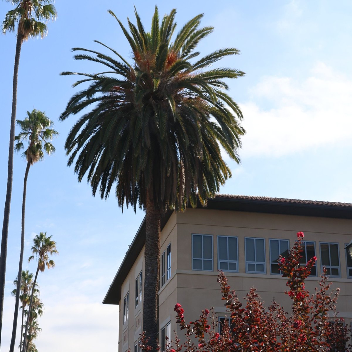 Seems like the sun is finally out, Bronco Nation! 🌴 🌤️ 

#SantaClaraLeavey #LifeAtSCU #LifeAtLeavey