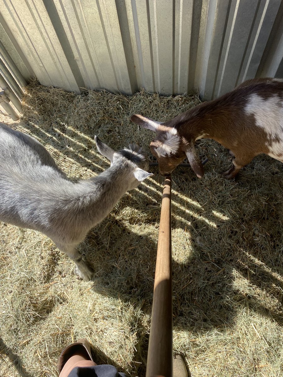 I got the sudden urge to become a horse girl but horseback riding lessons are expensive so instead I got a volunteer job at a farm animal sanctuary. Big brain problem solving