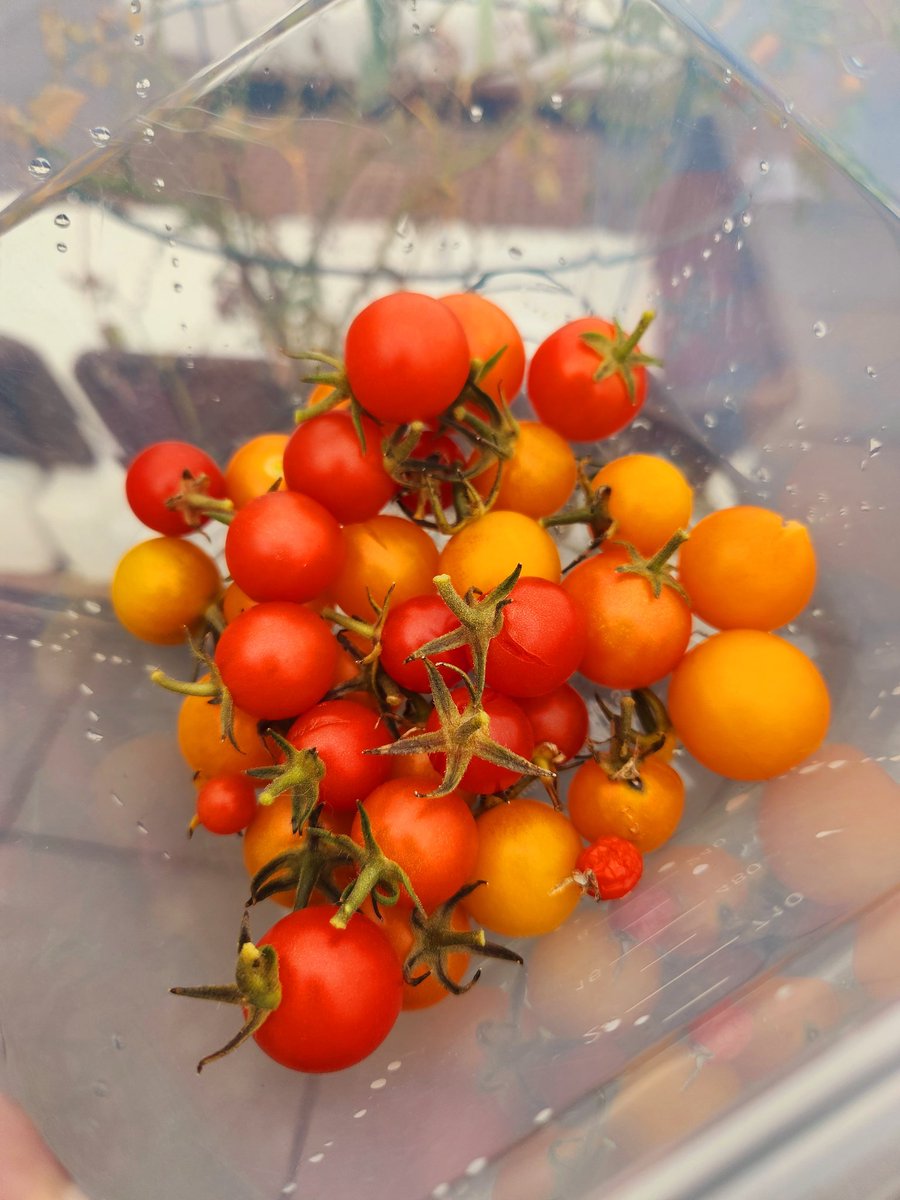 My harvest of Cherry &amp; Sunsugar tomatos. 🍅