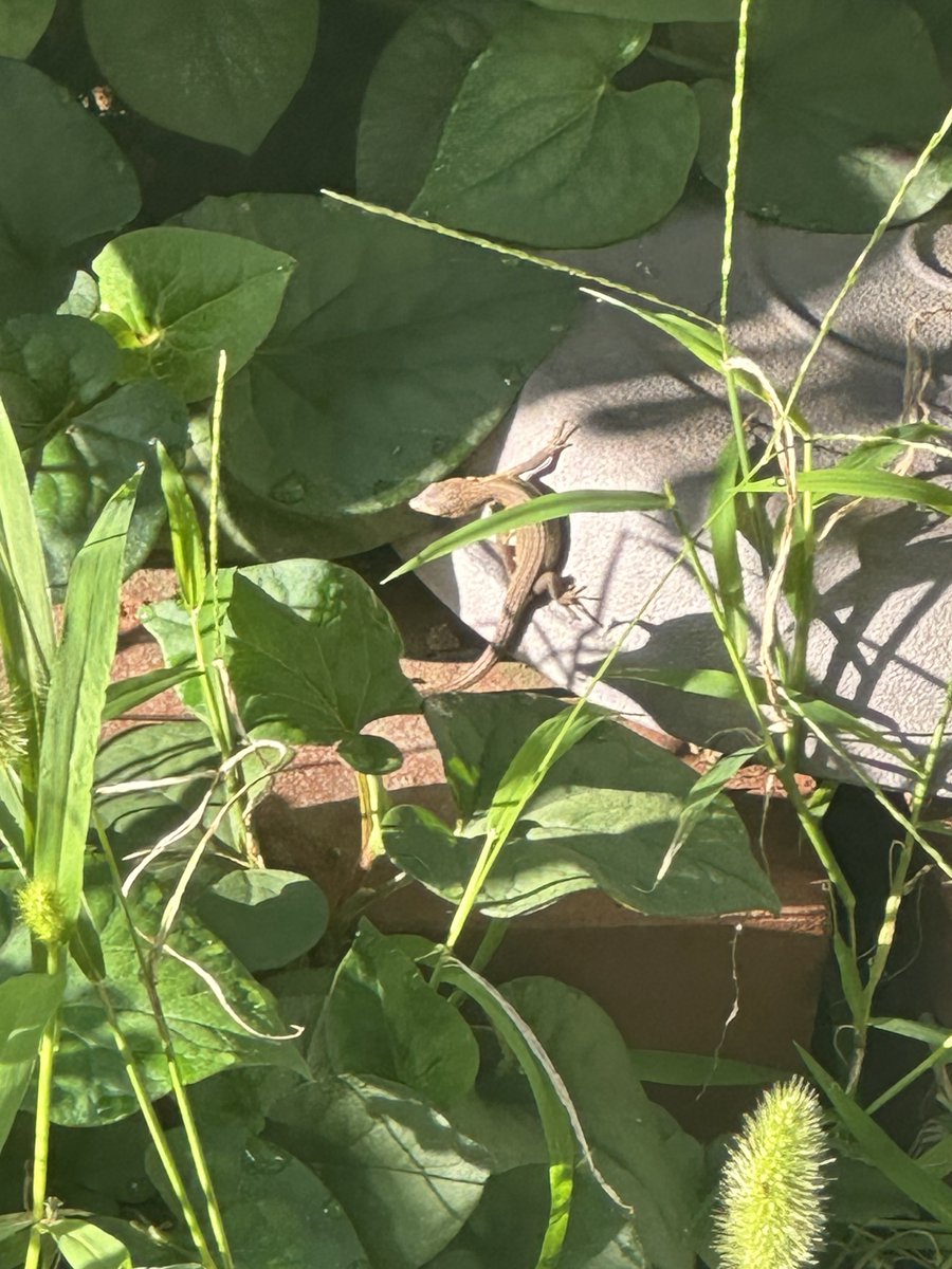 red2tomato's tweet photo. 🦎日向ぼっこ☀️ https://t.co/RO8sngj4Fy