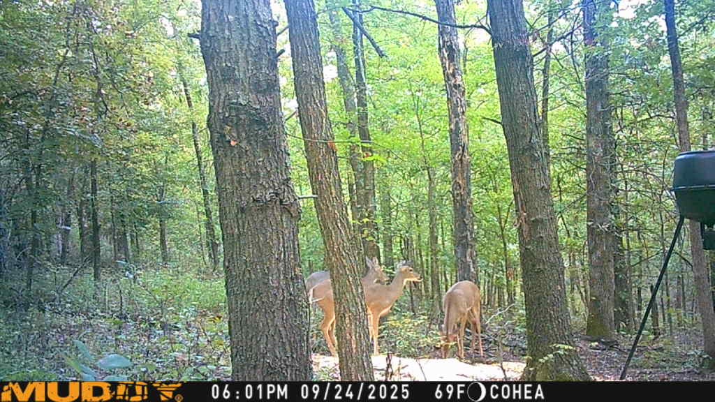 They are teasing me!!