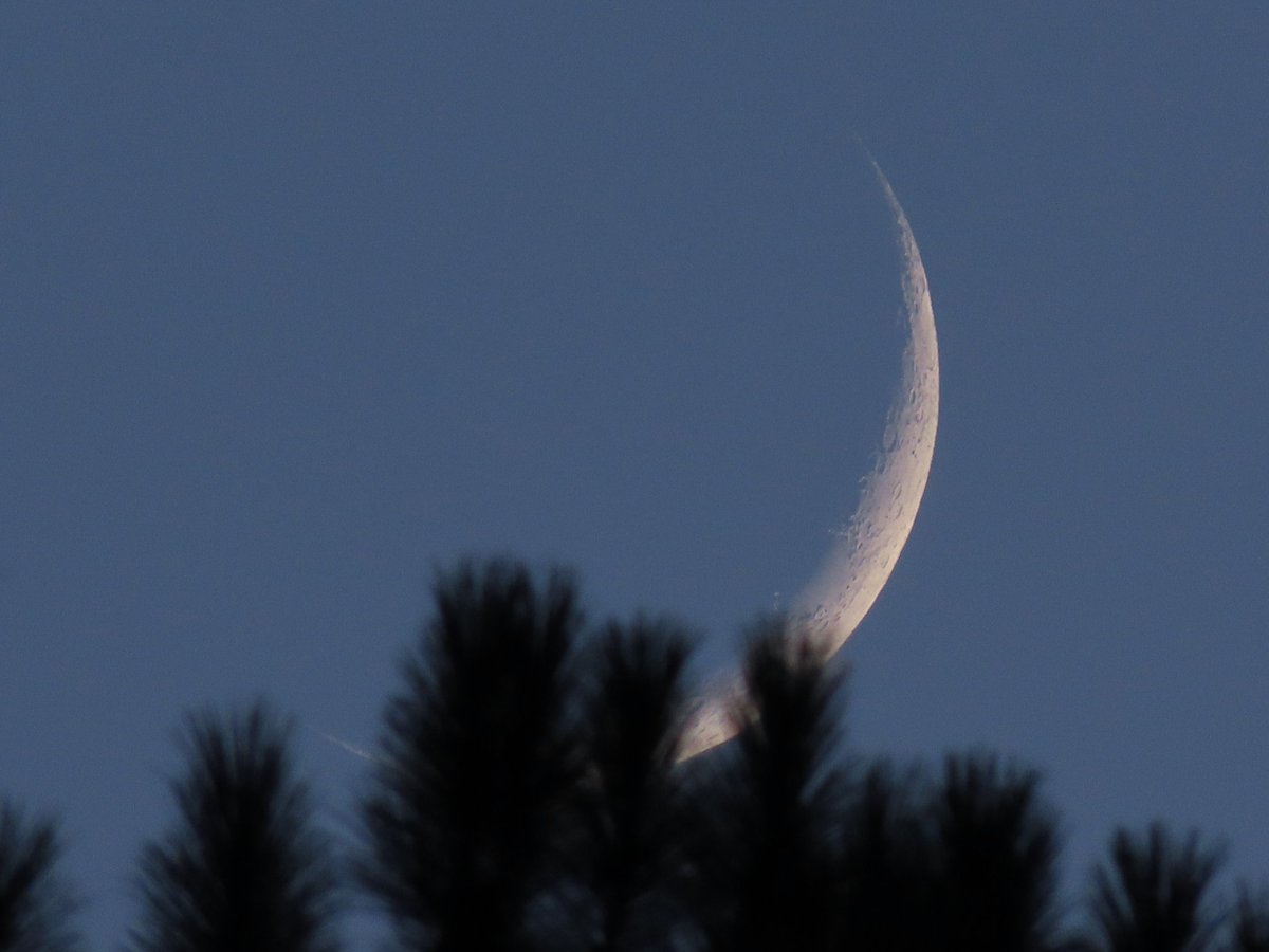 Isidro Nando Pestana tweet media