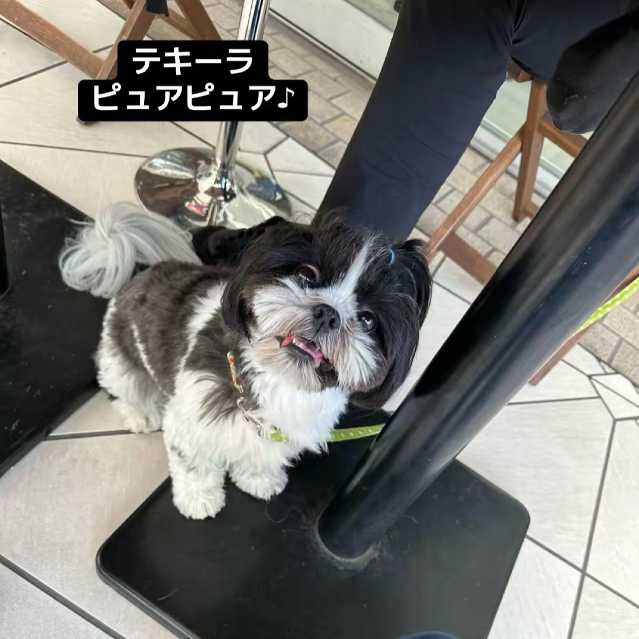 シーズー犬 - Search / X