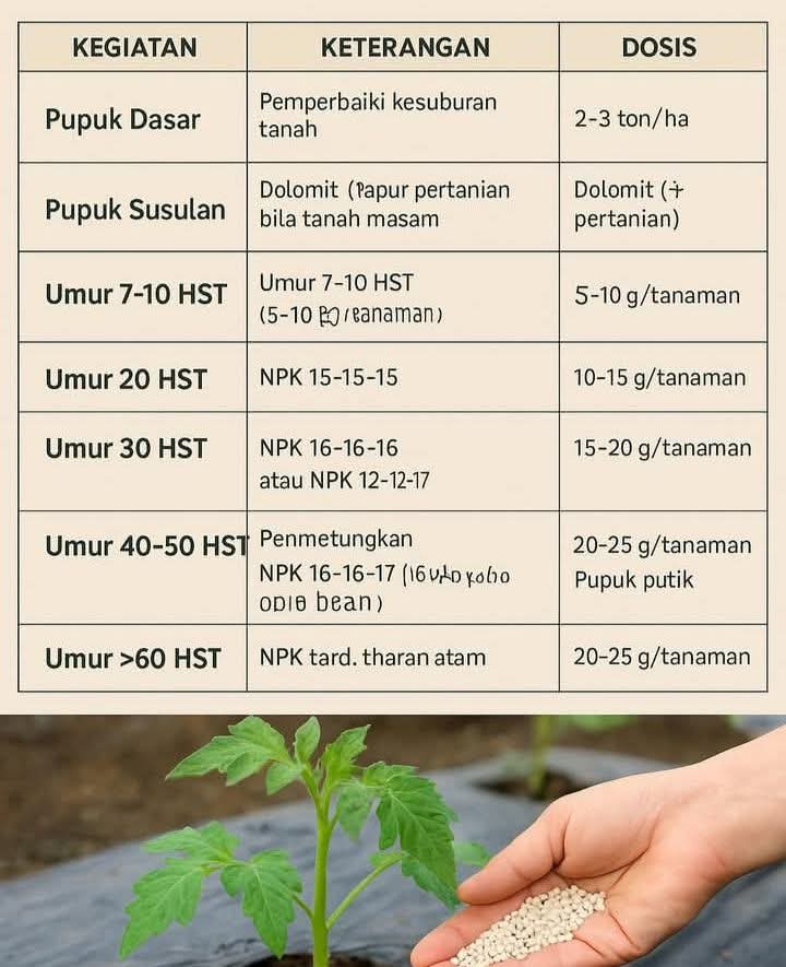 Selamat pagi.....
Panduan Pemupukan Tomat dari Awal Tanam hingga Panen
Agar tomat sehat, berbuah banyak, dan tahan penyakit, pemupukan harus dilakukan bertahap sesuai fase pertumbuhan.

Jadwal &amp; Dosis Pemupukan

1. Pupuk Dasar
Tujuan: Memperbaiki kesuburan tanah sebelum tanam.
