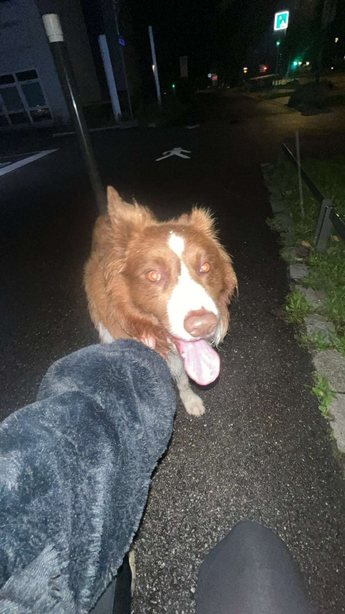 thedeadline_'s tweet photo. #strasbourg #chien #perdu 

J’ai trouvé ce chien errant ce soir secteur patinoire à rotonde. 
Si vous connaissez quelqu’un qui a perdu son chien. Il est très gentil mais je n’ai pas pu le prendre avec moi pour le ramener chez à un veto car il a paniquer quand j’ai voulu le 1/2 https://t.co/l7uisVWvAu
