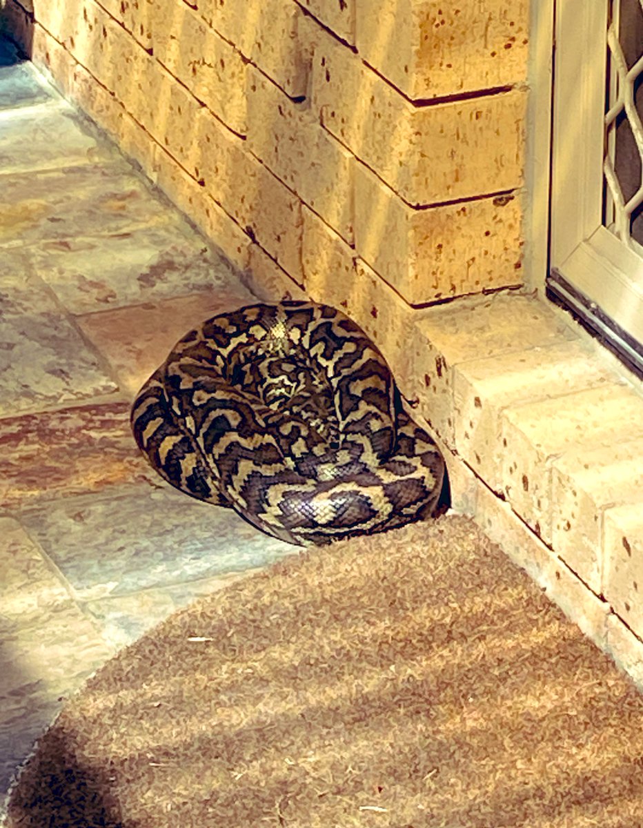 _Barbi_Q's tweet image. Came home to this young fella chilling in the sunshine. The old Magpies were going him, so after shooing them off, he had a good 2hr rest then went on his way …. 🐍 #carpetpython #python #qld